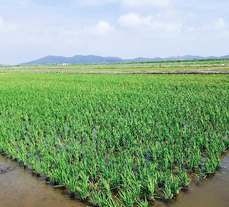 浙農創(chuàng)投岱山土壤改良項目成功完成水稻插秧