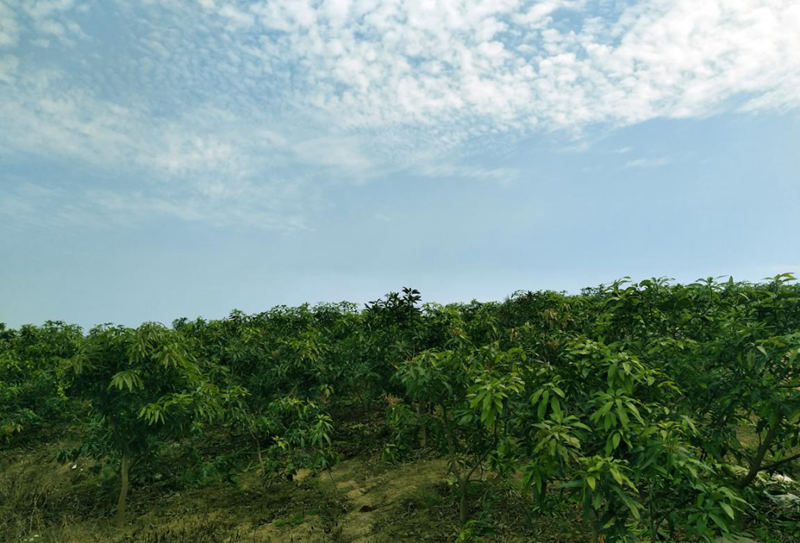 愛普豐澤晟華：為農(nóng)服務(wù)，我們是快樂的